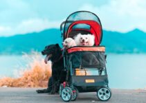 How to Choose the Best AI-Enhanced Pet Insurance