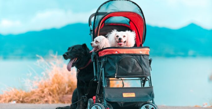 Photo AI-Enhanced Pet Insurance