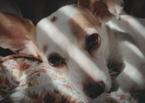 How to Choose the Best AI-Enhanced Pet Insurance