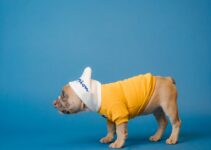 How to Choose the Best AI-Enhanced Pet Insurance