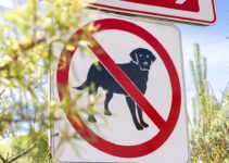 How to Stop Dogs from Barking at Strangers