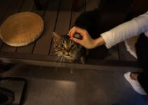 How to Stop Cats from Scratching Furniture in 2025