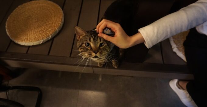 Photo Stop Cats Scratching Furniture
