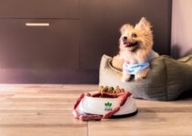 How to Use AI to Create Custom Diet Plans for Pets