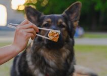 Dog Food Allergies: Elimination Diet Strategies