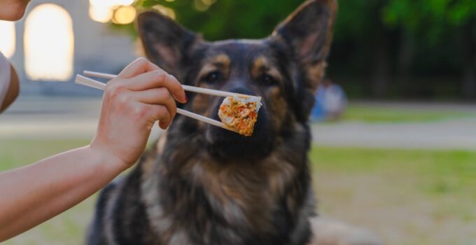 Photo Dog Food Allergies