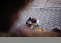 How to Train Dogs with Clicker Apps in 2025