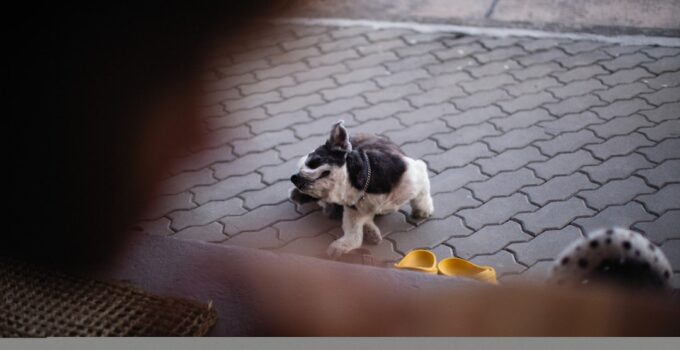 Photo Train Dogs with Clicker Apps