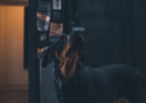 How to Train Dogs with Clicker Apps in 2025