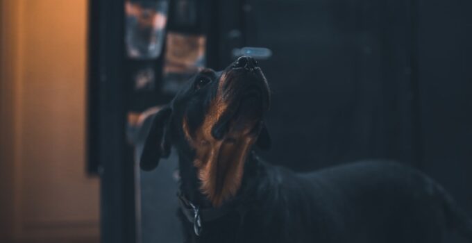 Photo Train Dogs with Clicker Apps