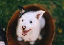 How to Potty Train Dogs Faster with AI Guidance