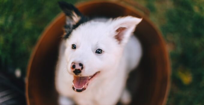 Photo Potty Train Dogs Faster