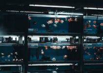 How to Use AI to Monitor Fish Tank Conditions