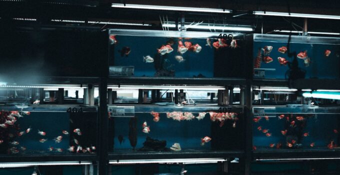 Photo AI, Monitor, Fish Tank, Conditions