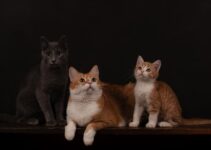 How to Monitor Senior Pets with Health Trackers How to Monitor Senior Pets with Health Trackers