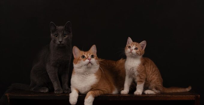 Photo Monitor Senior Pets