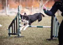 How to Use AI to Create Pet Exercise Routines
