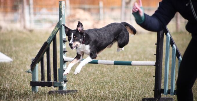 Photo AI, Pet Exercise Routines