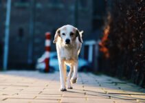 How to Use AI to Monitor Your Dog’s Health in 2025 How to Use AI to Monitor Your Dog’s Health in 2025