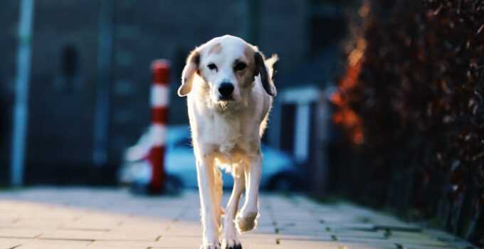 Photo AI, Monitor, Dog’s Health