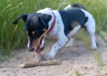 How to Stop Dogs from Digging in the Garden