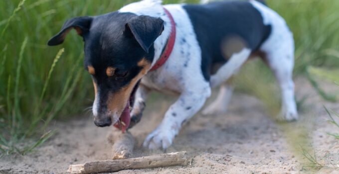 Photo Stop Dogs Digging
