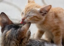How to Stop Cats from Fighting in Multi-Cat Homes How to Stop Cats from Fighting in Multi-Cat Homes