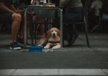 How to Use AI to Monitor Your Dog’s Health in 2025
