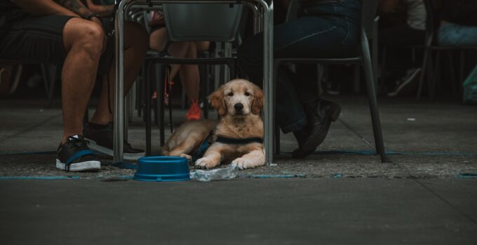 Photo AI, Monitor, Dogs Health