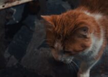 How to Litter Train a Kitten with AI Guidance How to Litter Train a Kitten with AI Guidance