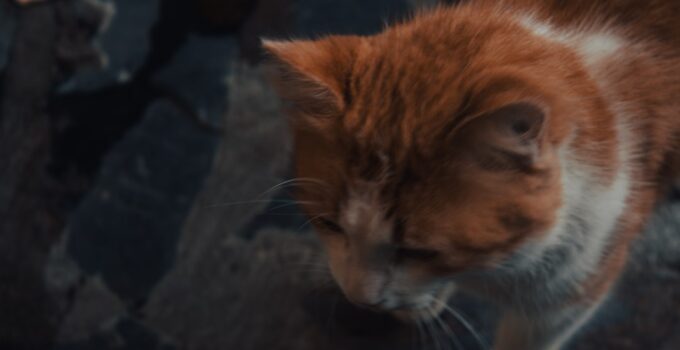 Photo Litter Train a Kitten
