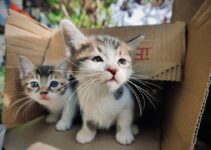 How to Litter Train a Kitten with AI Guidance How to Litter Train a Kitten with AI Guidance