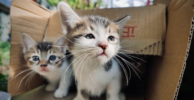 Photo Litter Train a Kitten