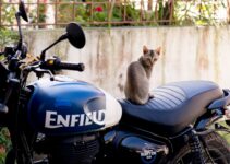 How to Use AI to Prevent Pet Theft