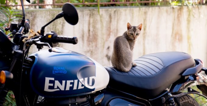Photo AI, Prevent, Pet Theft