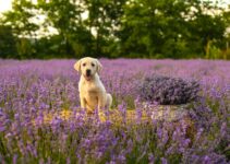 How to Use AI to Detect Pet Allergies