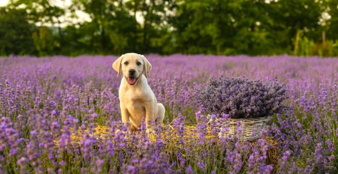Photo AI, Detect, Pet Allergies