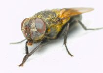 How to Use AI to Detect Pet Allergies