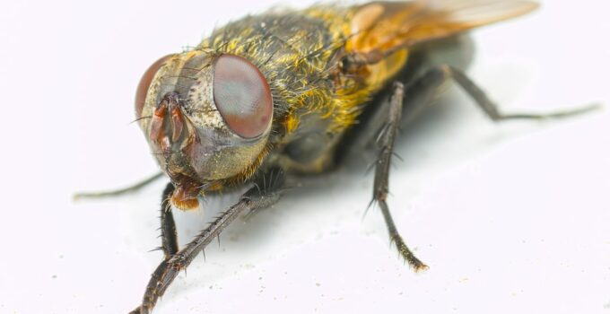 Photo AI, Detect, Pet Allergies