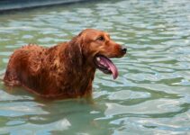 How to Bathe Your Dog Stress-Free in 2025 How to Bathe Your Dog Stress-Free in 2025