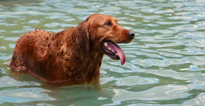 Photo Bathe Your Dog Stress-Free