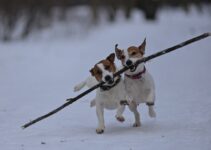How to Train Senior Dogs with AI Adaptive Tools