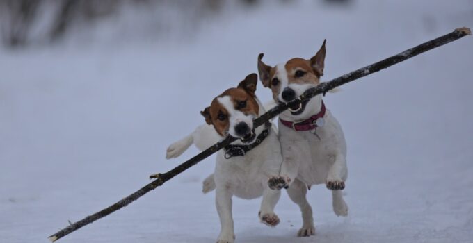 Photo Train Senior Dogs