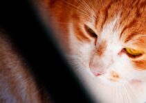 How to Stop Cats from Waking You at Night