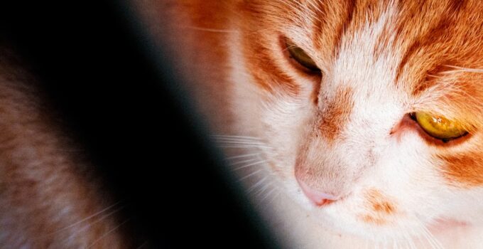 Photo Stop Cats from Waking You at Night