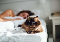 How to Stop Cats from Waking You at Night