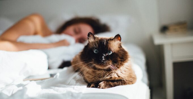Photo Stop Cats from Waking You at Night