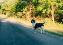 How to Use AI to Track Pet Medications