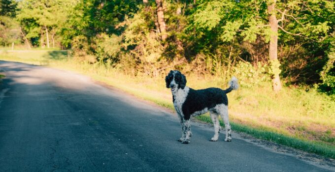 Photo AI, Track, Pet Medications