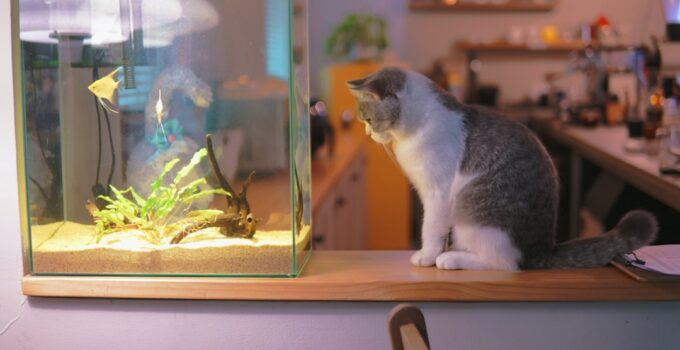 Photo Introduce New Pets